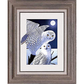 Owls Collection Lenticular 3D Wall Art: TripStan Holographic Flipping Images (12x16 inches, Animal Poster)