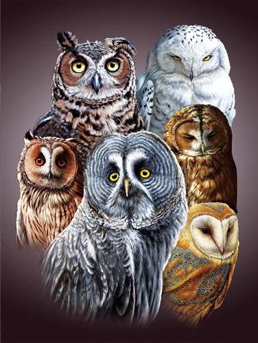 Owls Collection Lenticular 3D Wall Art: TripStan Holographic Flipping Images (12x16 inches, Animal Poster)