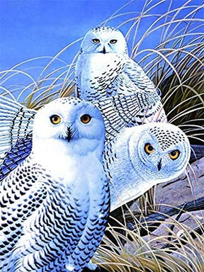 Owls Collection Lenticular 3D Wall Art: TripStan Holographic Flipping Images (12x16 inches, Animal Poster)